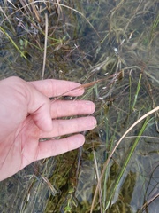 Eragrostis elliottii