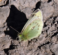 Colias blameyi