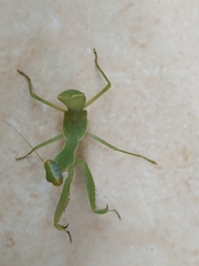 Hierodula patellifera