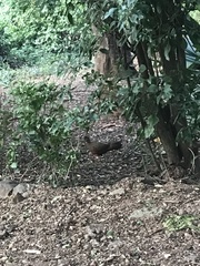 Galloperdix spadicea