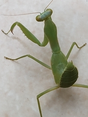 Hierodula patellifera