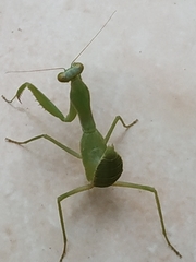 Hierodula patellifera