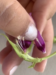Ipomoea fimbriosepala