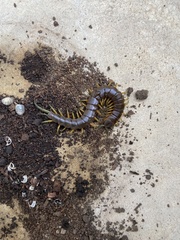 Scolopendra viridis maya