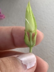 Ipomoea fimbriosepala