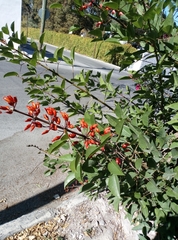 Erythrina crista-galli