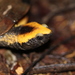 Platemys platycephala - Photo (c) Mike Ellis,  זכויות יוצרים חלקיות (CC BY-NC), הועלה על ידי Mike Ellis