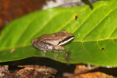 Leptodactylus didymus