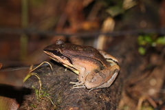Leptodactylus didymus