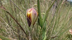 Calochortus purpureus