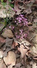Stevia viscida
