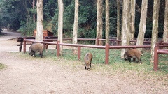 Sus scrofa moupinensis