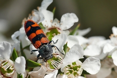Castiarina crenata