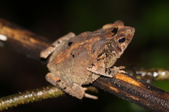 Rhinella margaritifera