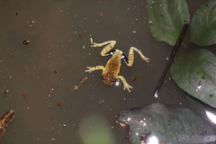 Dendropsophus parviceps