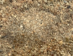 Psammodiscus ocellatus
