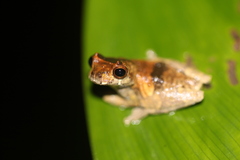 Dendropsophus parviceps
