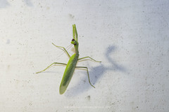 Hierodula pistillinota