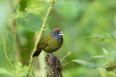 Arremon castaneiceps