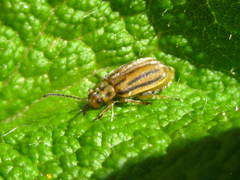 Ophraella notata