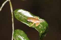 Phyllomedusidae