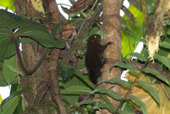 Microsciurus