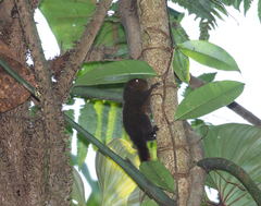 Microsciurus