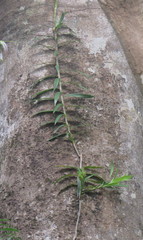 Freycinetia