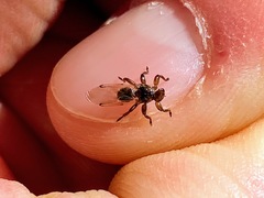 Lipoptena depressa