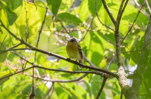 Handsome Flycatcher (Nephelomyias pulcher), photo 10