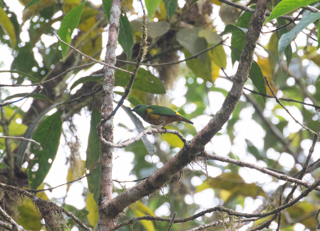 Chestnut-breasted Chlorophonia