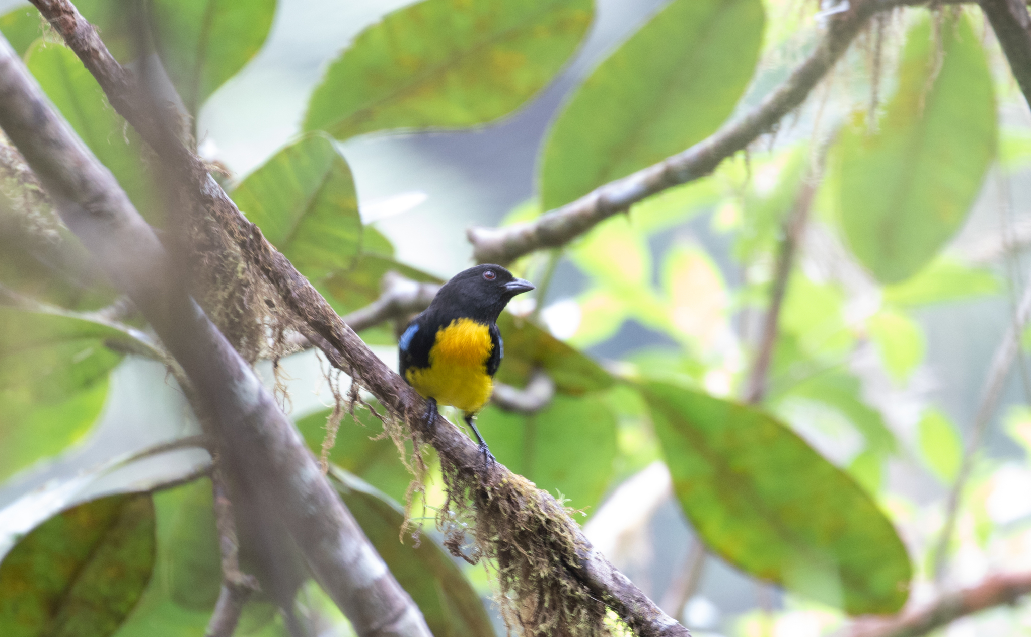 Black-and-gold Tanager illustration