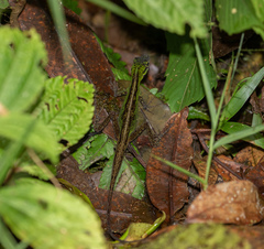Anolis ventrimaculatus