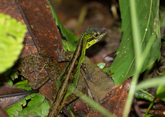 Anolis ventrimaculatus
