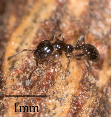Monomorium ergatogyna