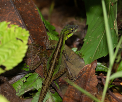 Anolis ventrimaculatus