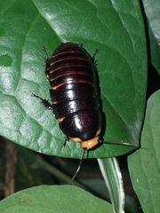 Blaberinae
