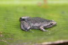 Gastrophryninae