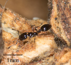 Monomorium ergatogyna