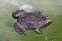 Gastrophryninae