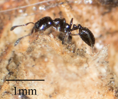 Monomorium ergatogyna