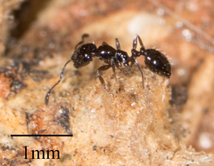 Monomorium ergatogyna