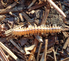 Eurymerodesmus varius