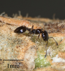 Monomorium ergatogyna