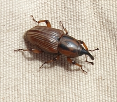 Sphenophorus brunnipennis