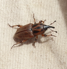 Sphenophorus brunnipennis