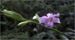 Phaius mishmensis