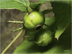 Cyclocodon lancifolius