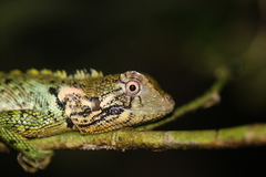 Blue-Lipped Tree Lizard photo 2