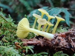 Chrysomphalina grossula
